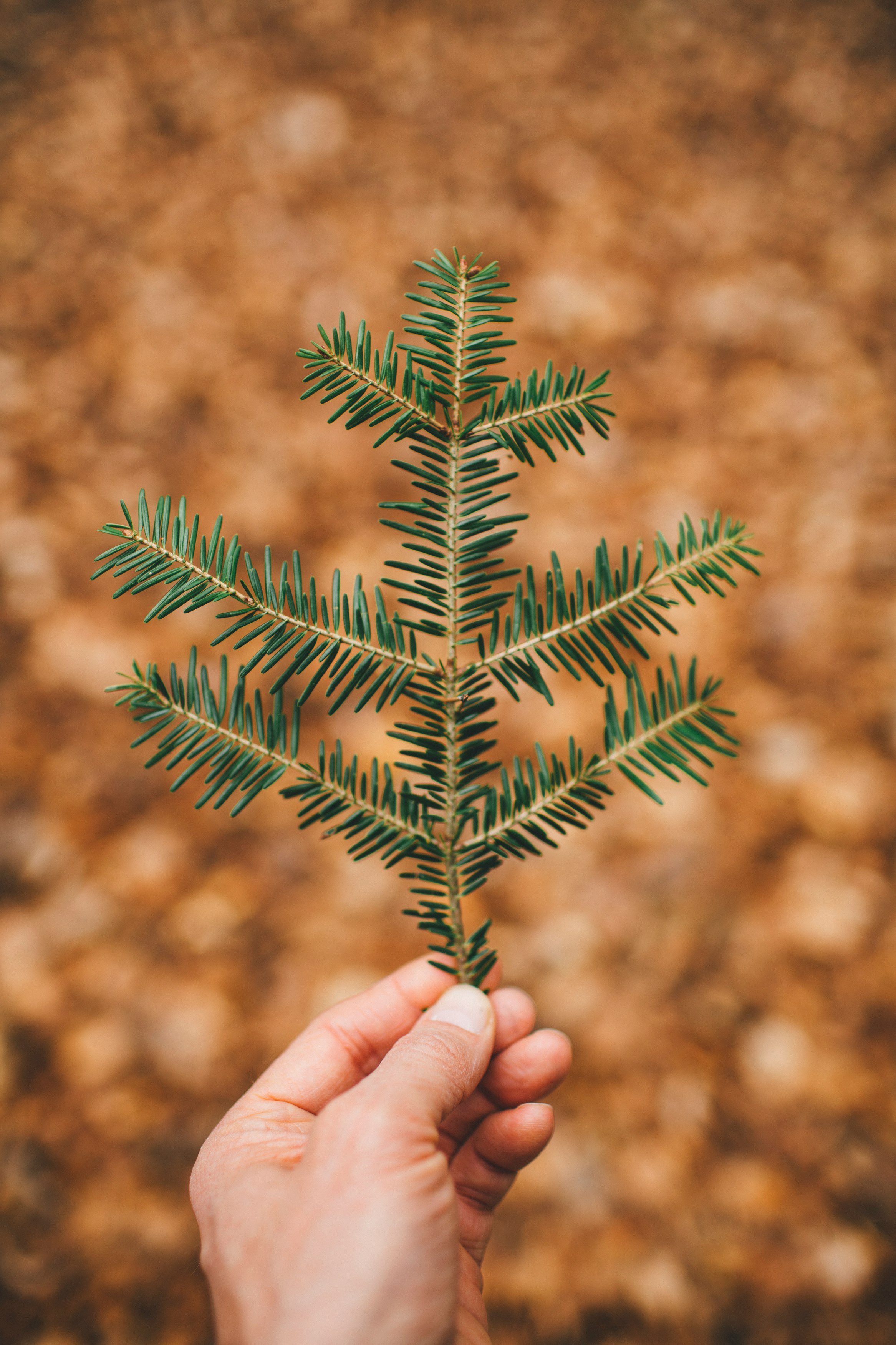 person holding brown and green plant